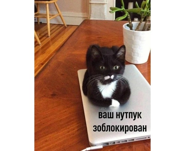 Провальные стартапы техногигантов: как не повторить ошибки Google, Microsoft и Amazon
Провальные стартапы техногигантов: как не повторить ошибки Google, Microsoft и Amazon