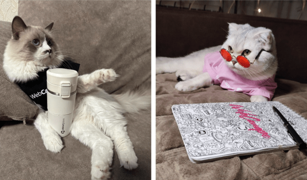 Четвероногие амбассадоры бренда: как мы сделали корпоративный мерч для животных
Четвероногие амбассадоры бренда: как мы сделали корпоративный мерч для животных