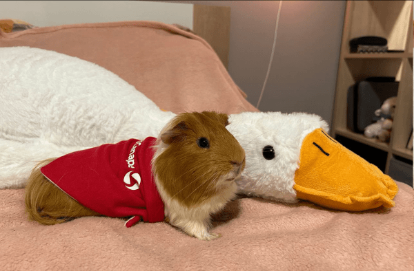 Четвероногие амбассадоры бренда: как мы сделали корпоративный мерч для животных
Четвероногие амбассадоры бренда: как мы сделали корпоративный мерч для животных