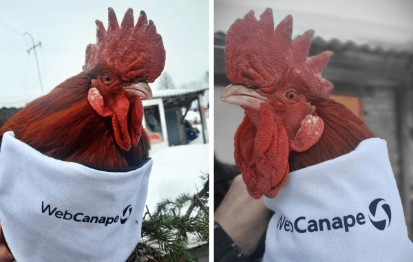 Четвероногие амбассадоры бренда: как мы сделали корпоративный мерч для животных
Четвероногие амбассадоры бренда: как мы сделали корпоративный мерч для животных