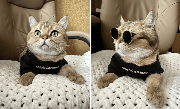 Четвероногие амбассадоры бренда: как мы сделали корпоративный мерч для животных
Четвероногие амбассадоры бренда: как мы сделали корпоративный мерч для животных