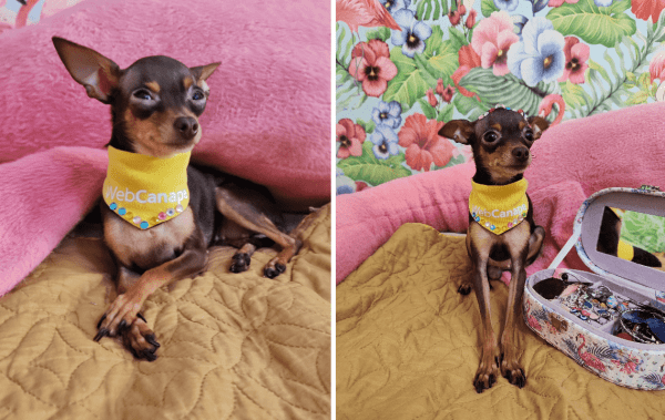 Четвероногие амбассадоры бренда: как мы сделали корпоративный мерч для животных
Четвероногие амбассадоры бренда: как мы сделали корпоративный мерч для животных