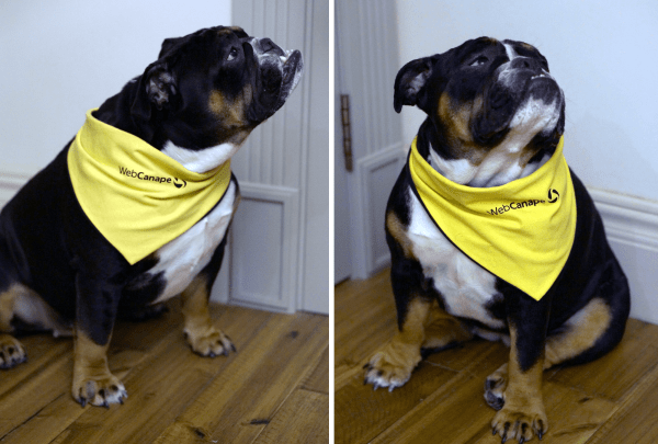 Четвероногие амбассадоры бренда: как мы сделали корпоративный мерч для животных
Четвероногие амбассадоры бренда: как мы сделали корпоративный мерч для животных