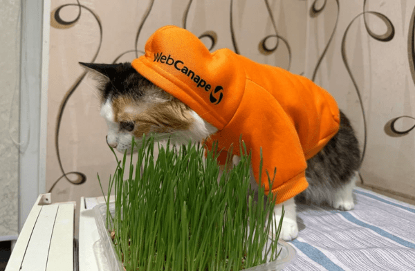 Четвероногие амбассадоры бренда: как мы сделали корпоративный мерч для животных
Четвероногие амбассадоры бренда: как мы сделали корпоративный мерч для животных