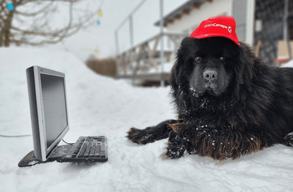 Четвероногие амбассадоры бренда: как мы сделали корпоративный мерч для животных
Четвероногие амбассадоры бренда: как мы сделали корпоративный мерч для животных