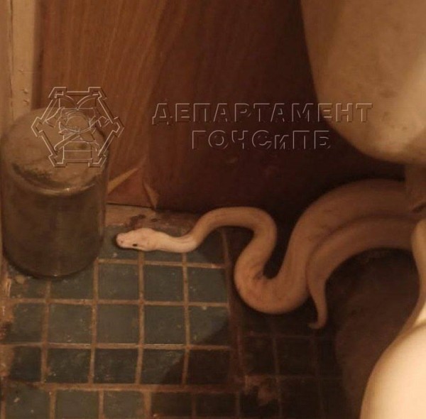 Женщина обнаружила змею у себя в туалете Женщина обнаружила змею у себя в туалете